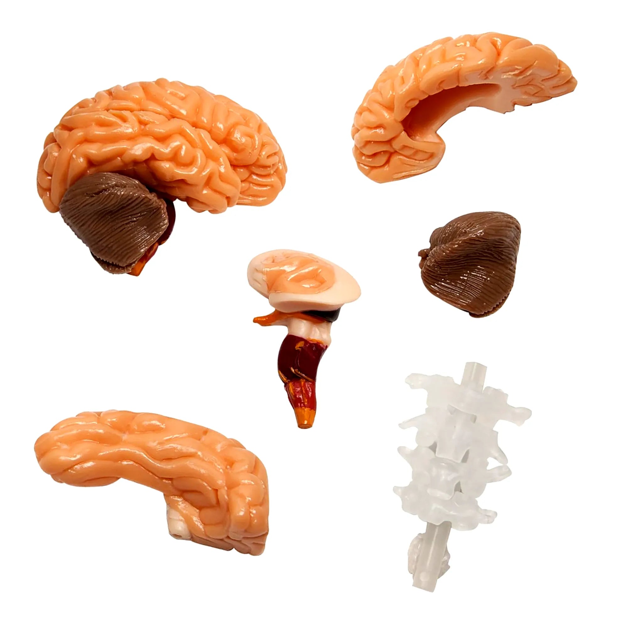 SmartLab The Amazing Squishy Brain - Interactive Anatomy for Kids - Age 8+ - Brown's Hobby & Game