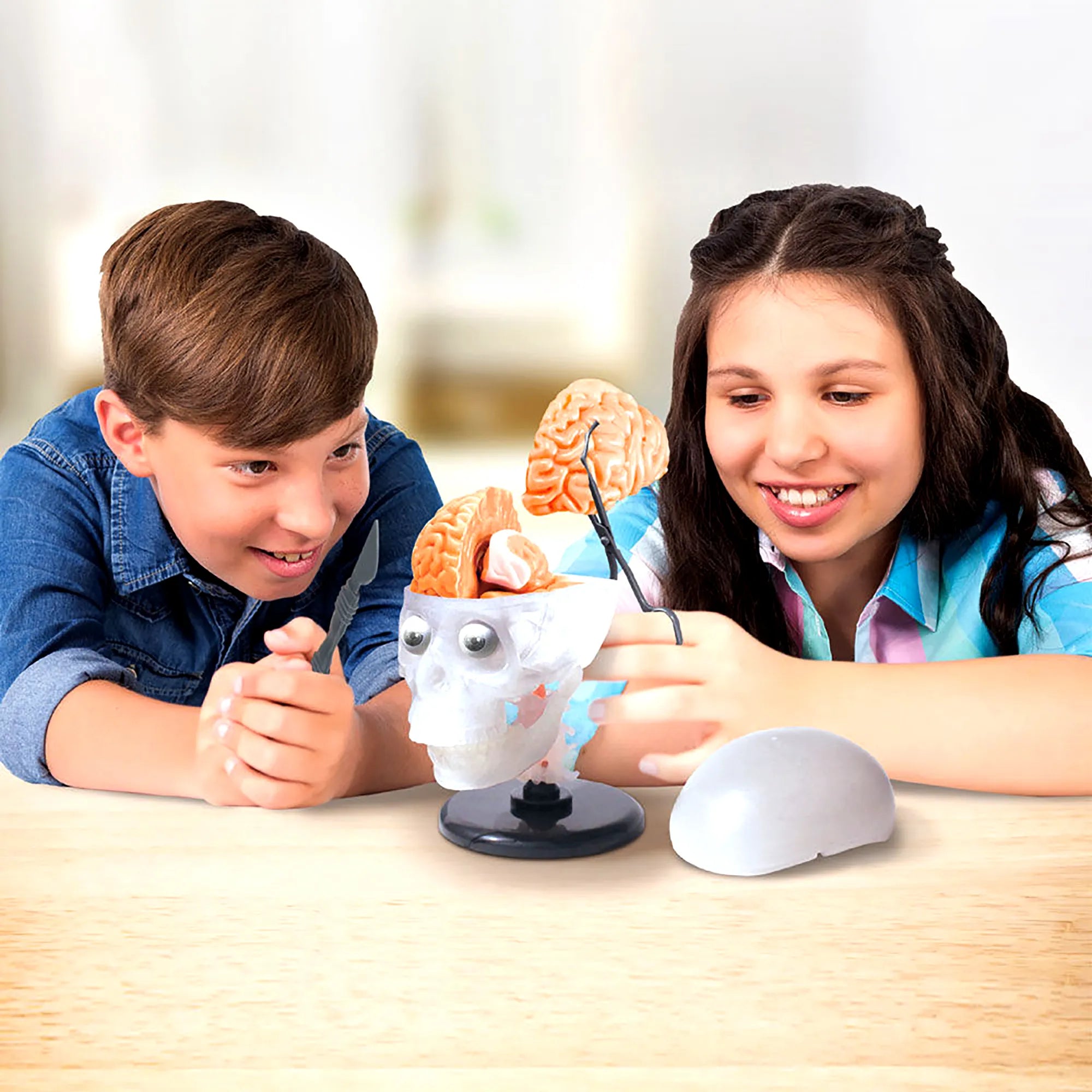 SmartLab The Amazing Squishy Brain - Interactive Anatomy for Kids - Age 8+ - Brown's Hobby & Game